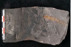 Foto (Detailansicht) von Noeggerathia palmaeformis Goeppert (NHMW-GEO-2024-0188-10753)